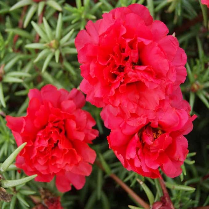 Moss Rose Tequila Mix Portulaca Seed for Plantings for Planting for Bright and Resilient Blooms Heirloom Non-GMO Seeds