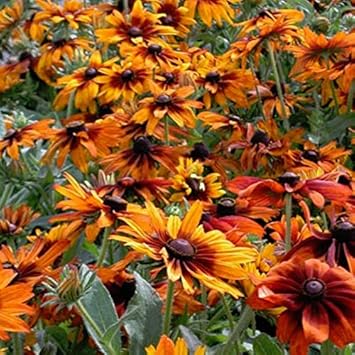 Orange Cappuccino Rudbeckia Flower seeds blooming in flower beds, containers, borders, and pollinator-friendly gardens