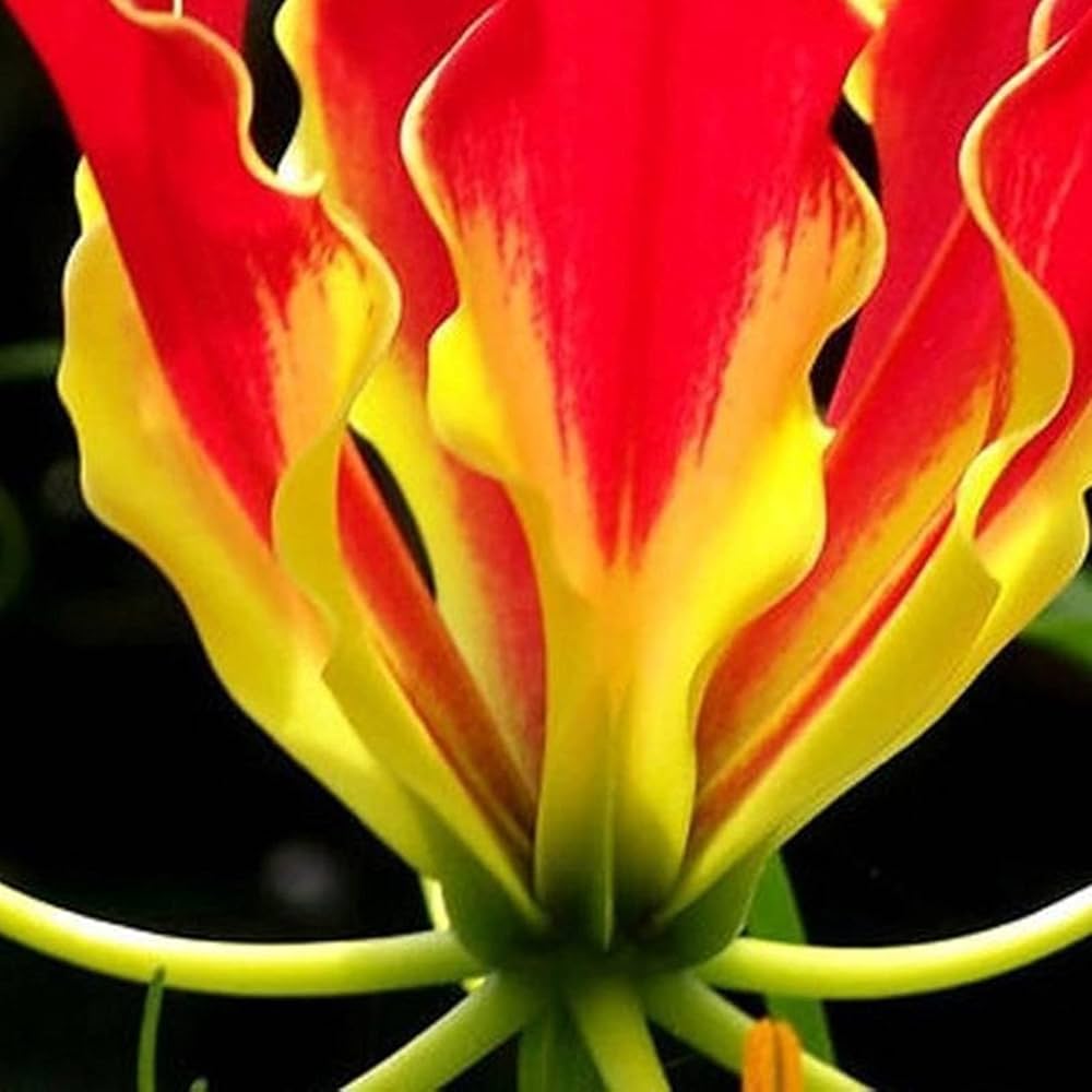 Garland Flame Lilium Lilium spp. Seeds for Planting - Ideal for Flower Bed & Urban Garden