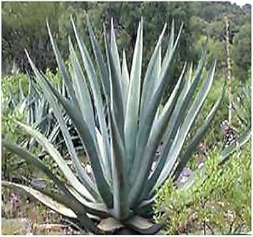Green Agave Kerchovei Flower seeds for Planting - Colorful Display, Heirloom & GMO Free Seeds for Home Garden
Sale seeds for home garden