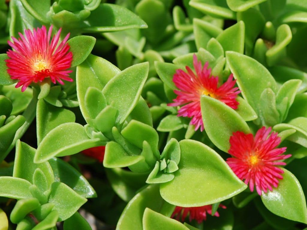 Aptenia Cordifolia Flower seeds for Planting - Wildflower Mix, Heirloom & GMO Free Seeds for Home Garden
Sale for planting in home garden
