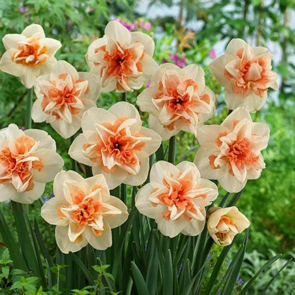Narciso Flower seeds for Planting - Premium Quality, Heirloom & GMO Free Seeds for Home Garden