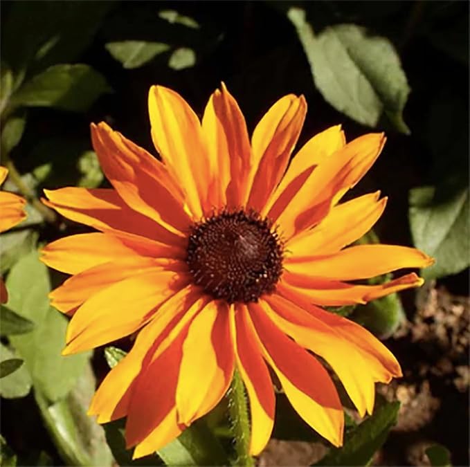 Gloriosa Daisy Seeds for Bright, Bold Daisy Blooms