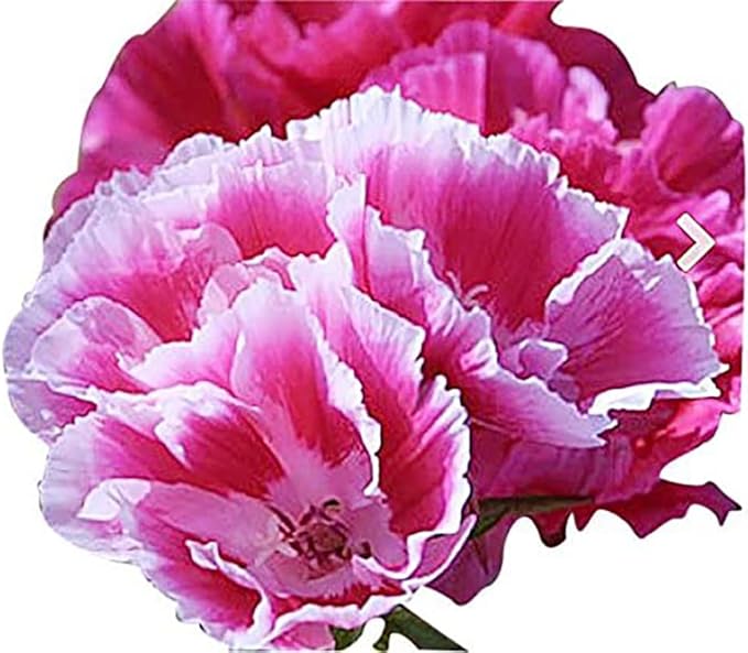 Farewell to Spring Seeds for Beautiful, Bright Spring Blooms