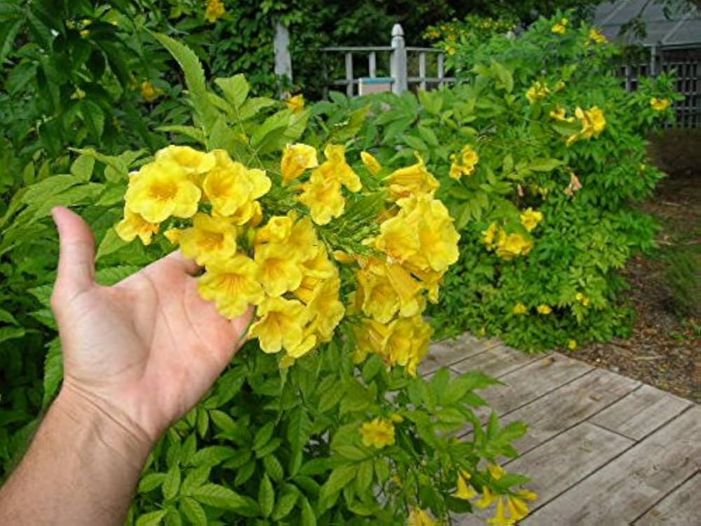 Rapeseed Brassica napus Flower Seeds for Planting