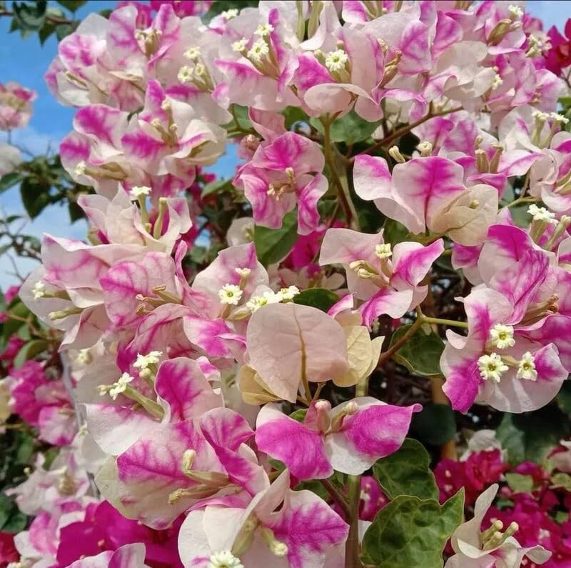 Pink White Bougainvillea Flower Seeds for Planting Premium Quality Heirloom & GMO Free Seeds for Home Garden
Sale