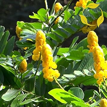 Yellow Candlestick Flower seeds for Planting - Pollinator Friendly, Heirloom & GMO Free Seeds for Home Garden
Sale seeds for planting in home garden