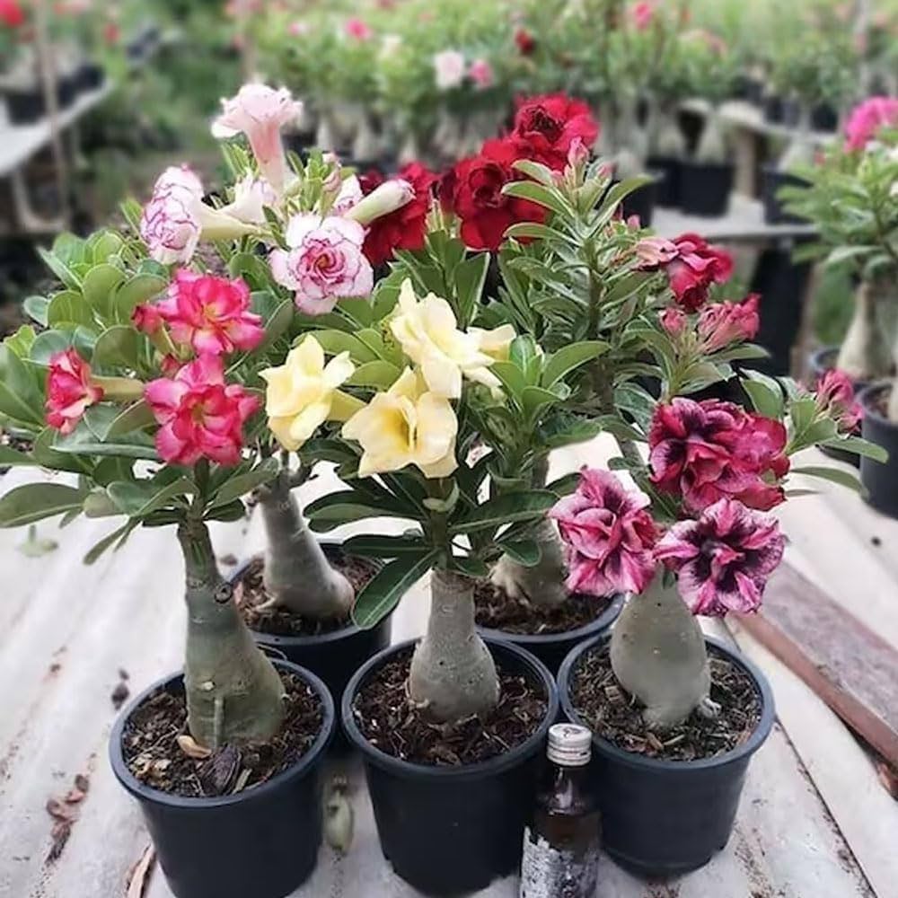 Mixed Adenium Flower Seeds for Planting Sun Loving Heirloom & GMO Free Seeds for Home Garden
Sale