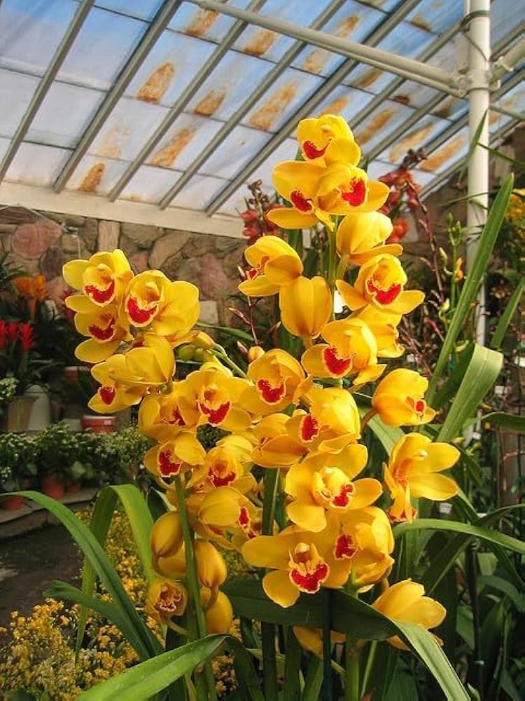 Light Green Cymbidium Orchid Flower seeds for Planting - Cut Flower Favorite, Heirloom & GMO Free Seeds for Home Garden