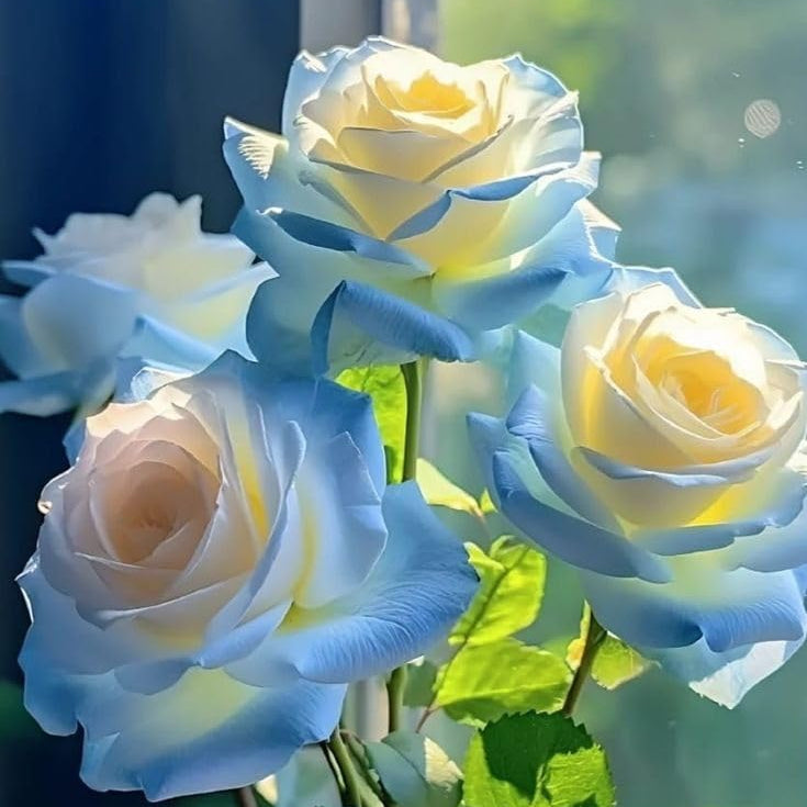 Yellow Sky Blue Rose Flower Seeds for Planting NonGMO Heirloom Garden Seeds for Growing Vibrant Colors
Sale