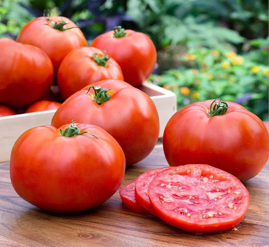 Better Boy Tomato for planting in vegetable patch
