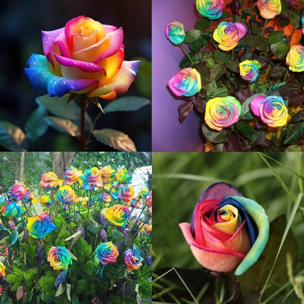 Blue Cream Rose Flower seeds for Planting - Cottage Garden Essential, Heirloom & GMO Free Seeds for Home Garden