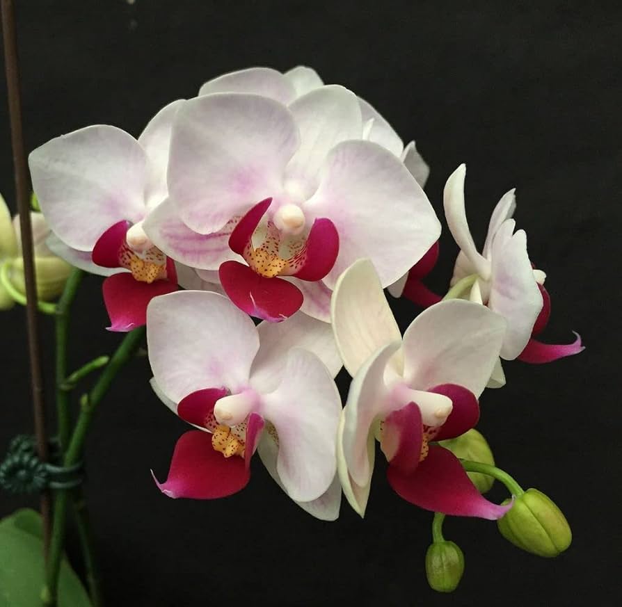 Phalaenopsis White Pink Flower seeds blooming in flower beds, containers, borders, and pollinator-friendly gardens