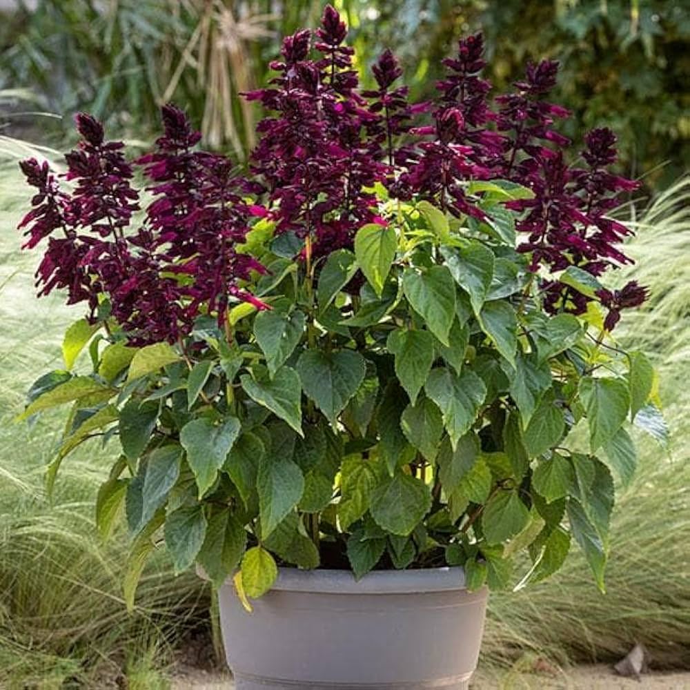 Salvia Splendens Sizzler Purple Seeds for Planting Butterfly Garden Window Planters