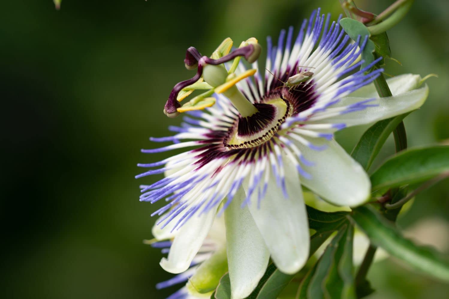 Passionflower Passiflora spp. Seeds for Planting - Great for Garden & Flower Bed