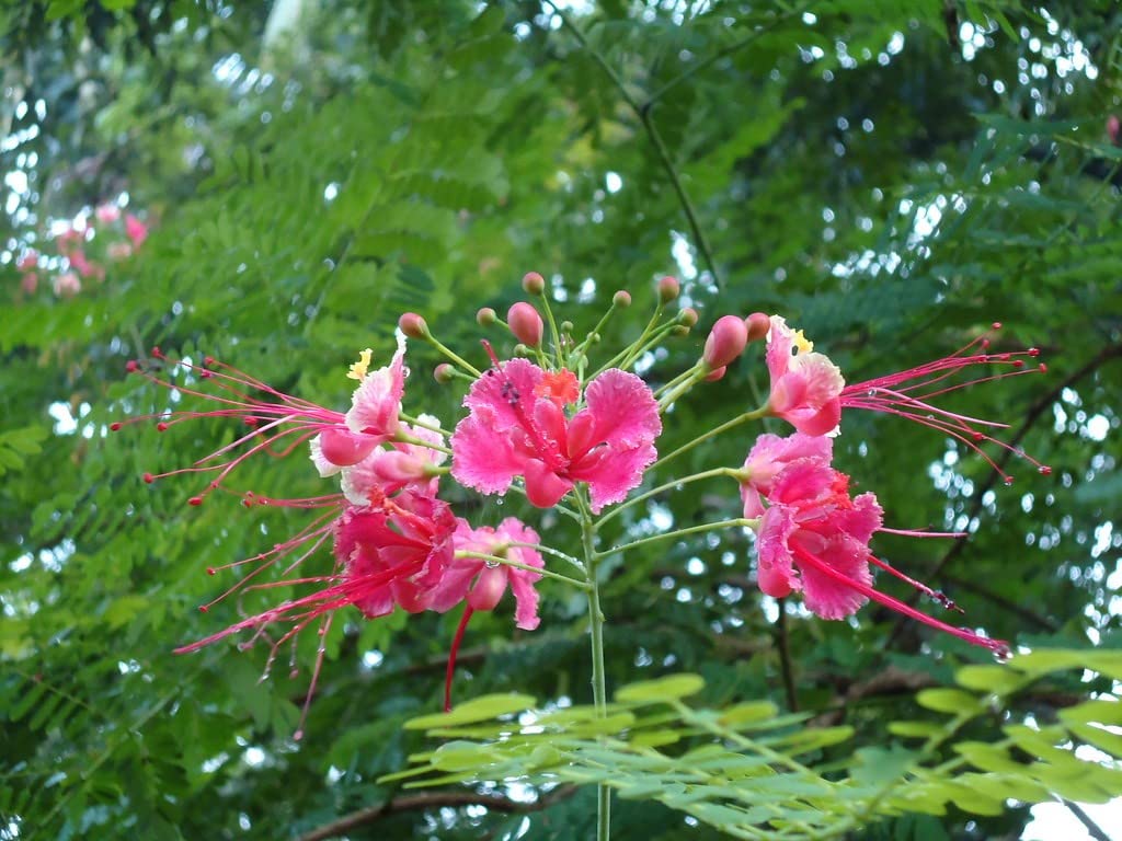 Pink Caesalpinia Flower seeds for Planting Pollinator Friendly Heirloom & GMO Free Seeds for Home Garden
Sale for planting in home garden