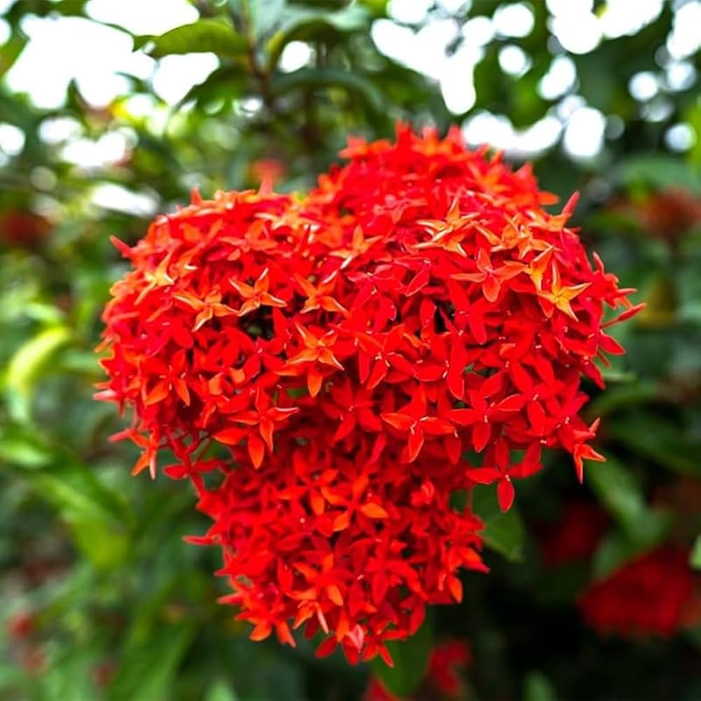 Ixora Red Flower Seeds for Planting Vibrant Blossoms for Your Garden - Evergrowseeds