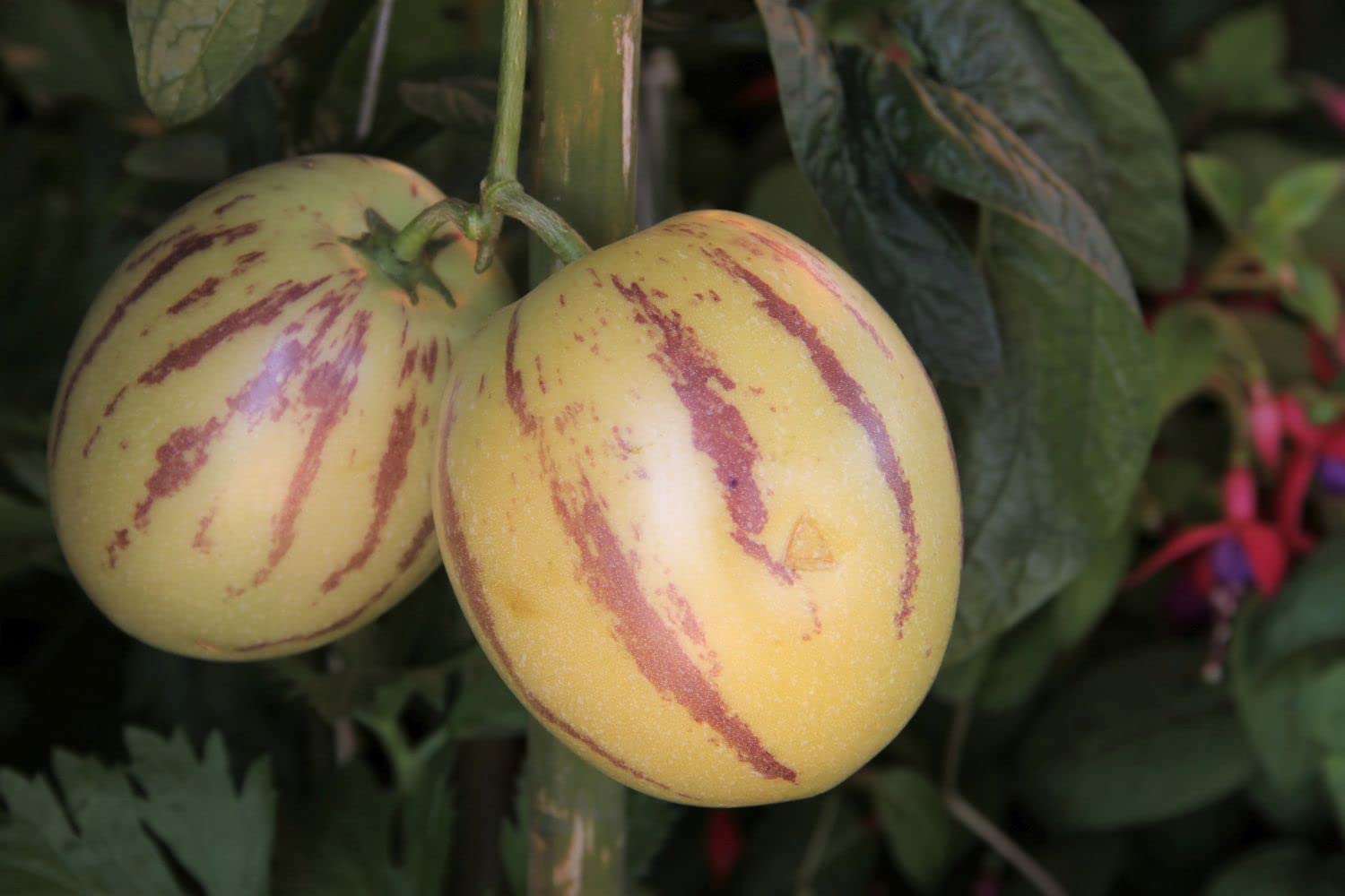 Solanum Muricatum Pear Fruit Seeds Planting