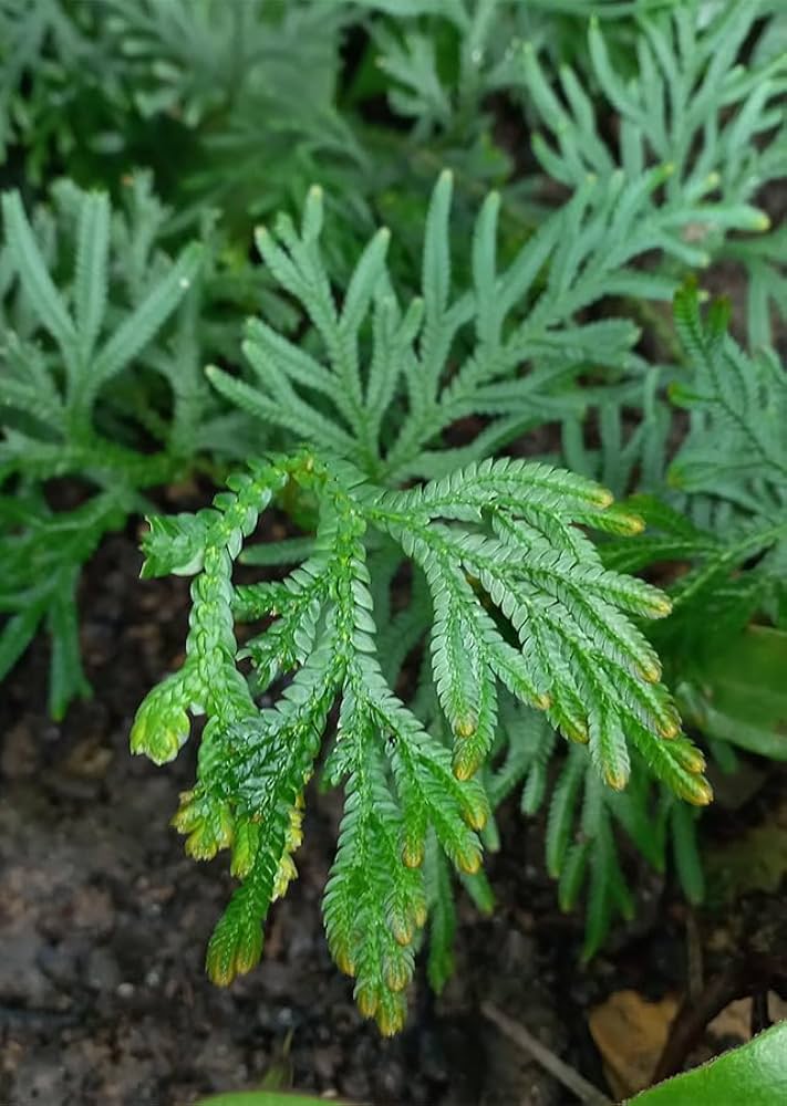 Selaginella Seeds for Easy Planting