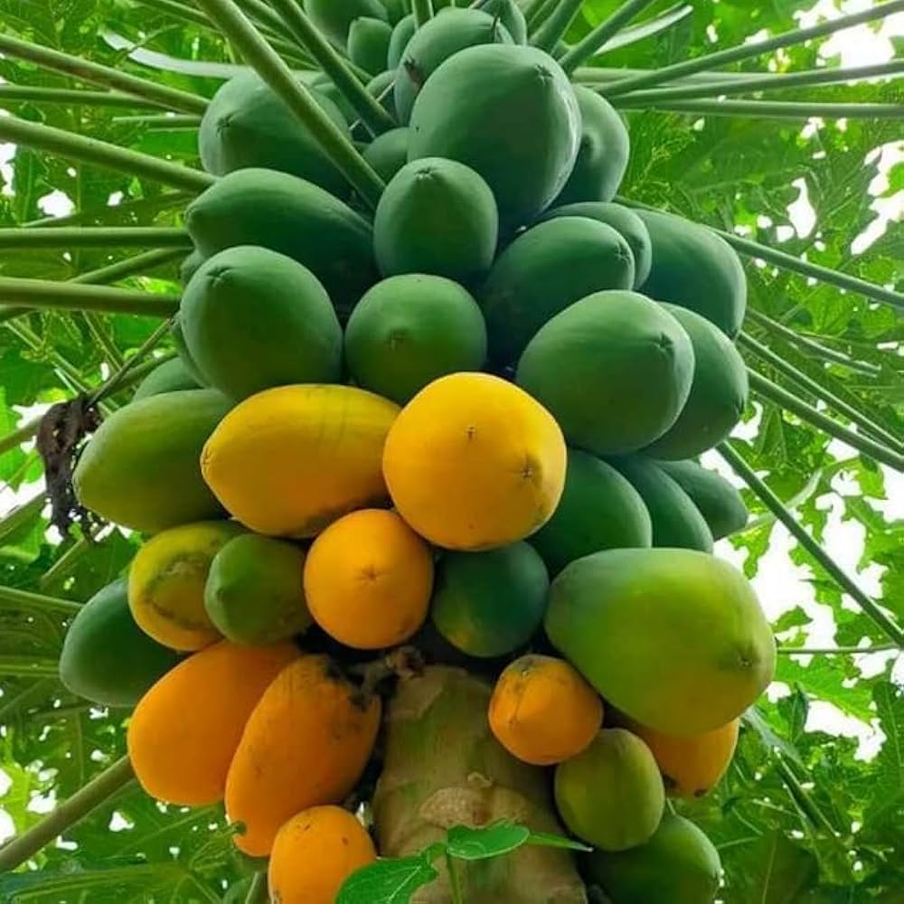 Papaya Seeds for Planting Carica papaya for tropical gardens and edible landscapes