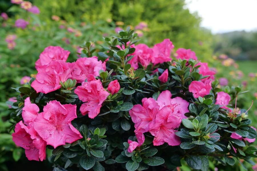 Multi-Colored Azalea Flower seeds blooming in flower beds, containers, borders, and pollinator-friendly gardens