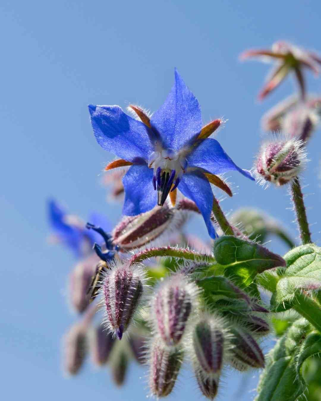 Dark Blue Borago Flower seeds for Planting - Compact Growth, Heirloom & GMO Free Seeds for Home Garden
Sale seeds for planting in home garden