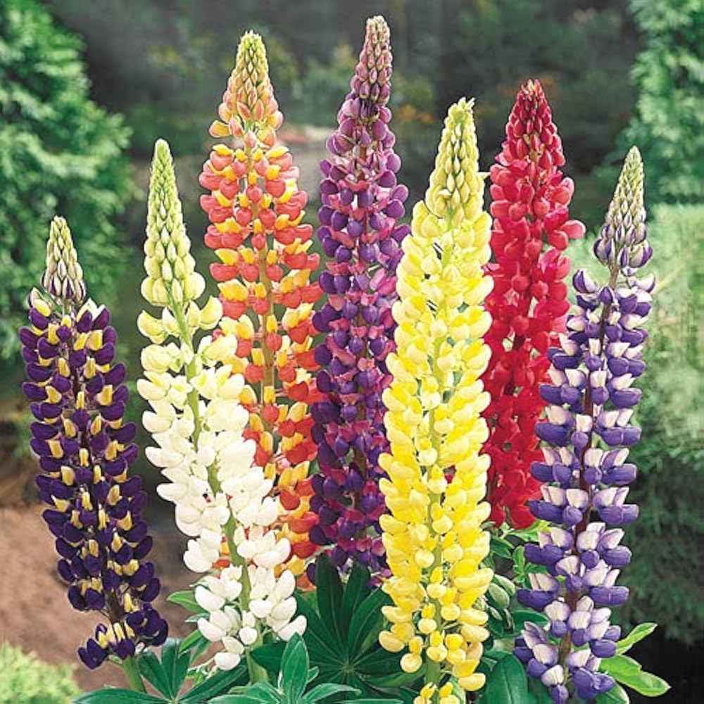 Mixed Lupine Lupinus spp. Seeds for Planting