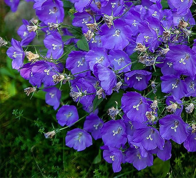 Campanula Bellflower Campanula spp. Seeds for Planting in Flower Bed & Garden