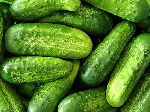 Wisconsin 58 Cucumber seeds for flavorful cucumbers