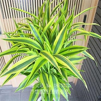 Green Dracaena Fargans Flower seeds blooming in flower beds, containers, borders, and pollinator-friendly gardens