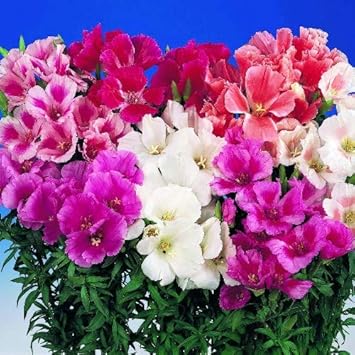 Godetia Flower seeds blooming in flower beds, containers, borders, and pollinator-friendly gardens