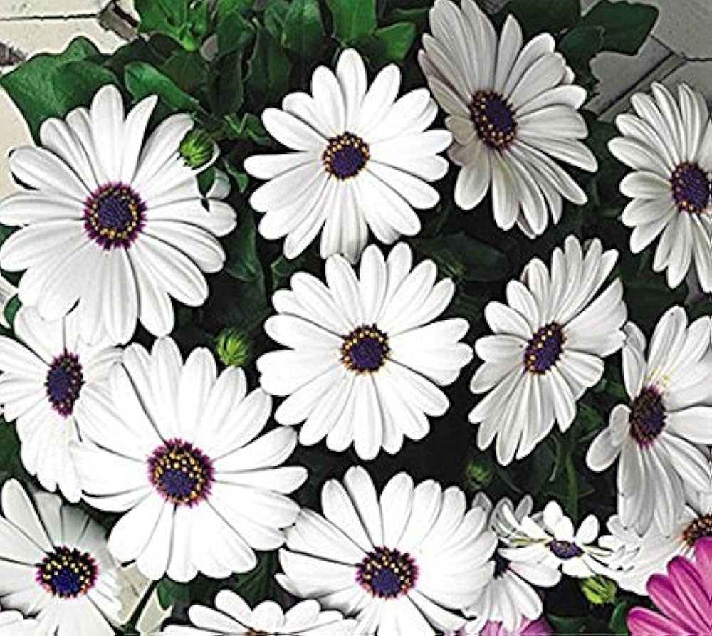 African Daisy Seeds for Planting - Ideal for Flower Bed & Garden