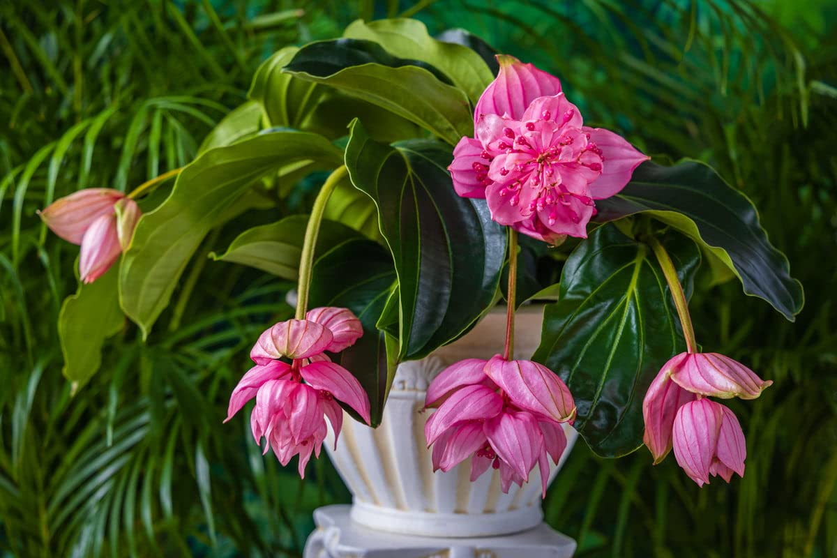 Pink Myriantha Flower seeds blooming in flower beds, containers, borders, and pollinator-friendly gardens