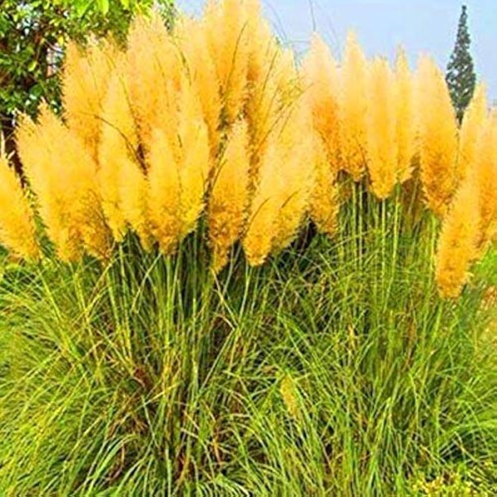 Pampas Grass Seeds for Planting Cortaderia selloana Mix for ornamental borders and urban garden