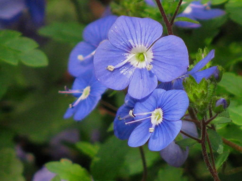 Blue Veronica Repens Flower seeds for Planting - Compact Growth, Heirloom & GMO Free Seeds for Home Garden