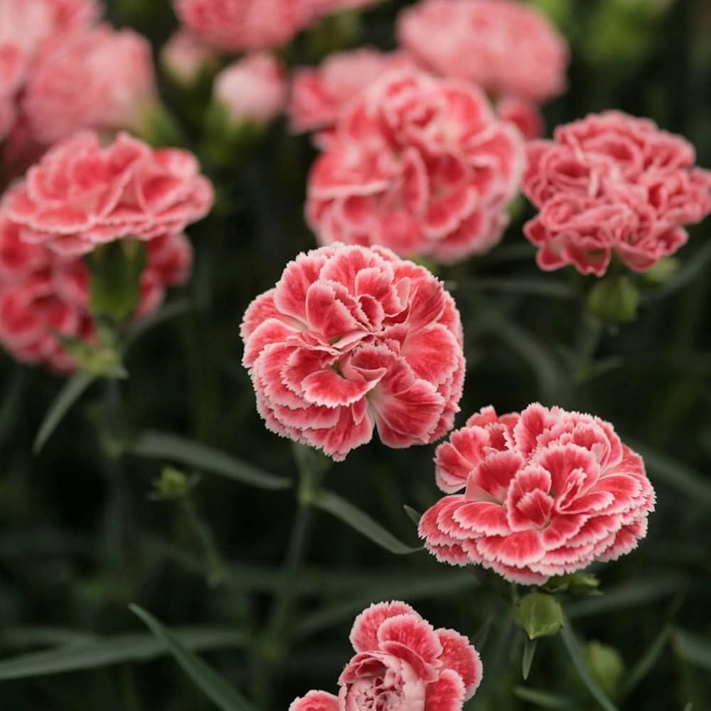 Carnation Dianthus caryophyllus Seeds for Planting - Great for Flower Bed & Home Garden