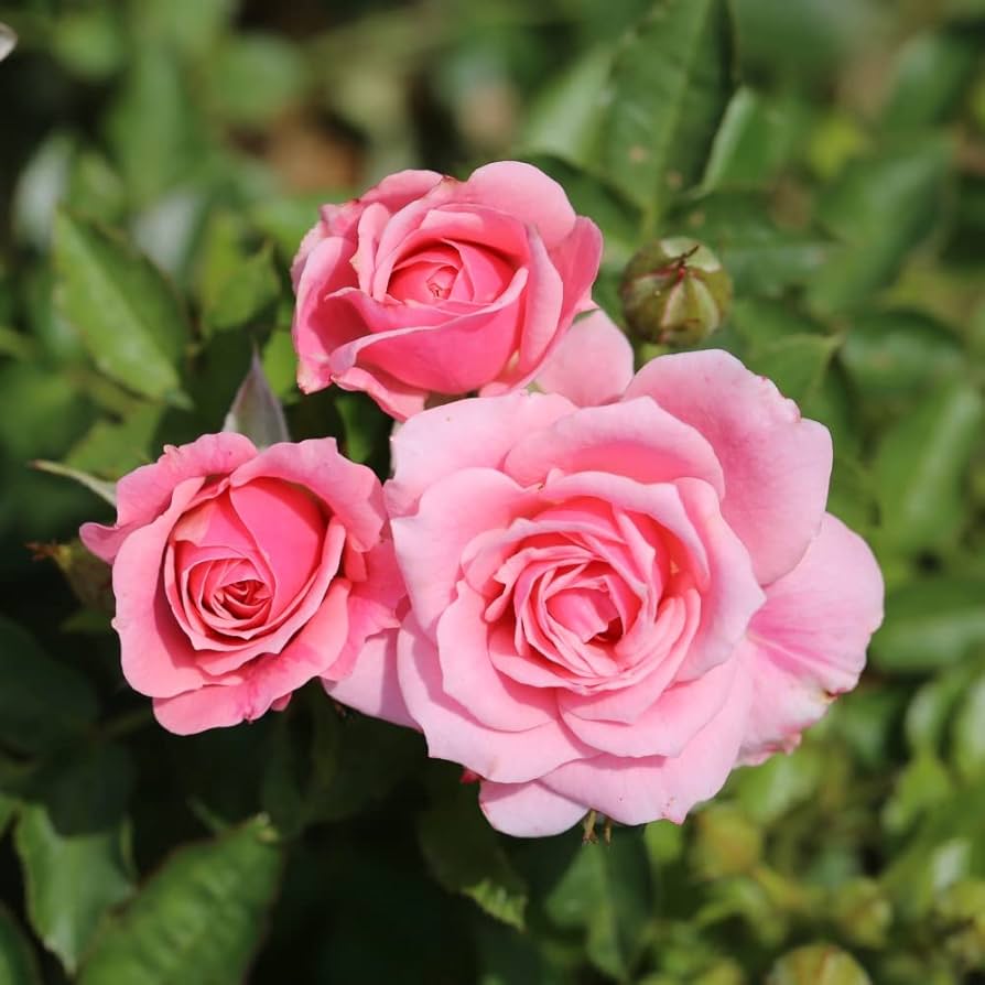 Rose Queen Elizabeth Rosa spp. Seeds for Planting in Flower Bed