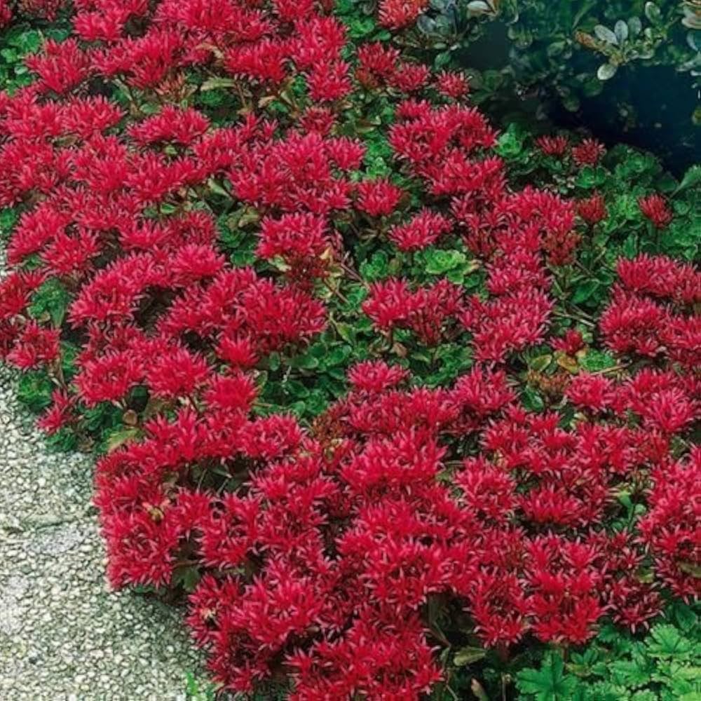 Sedum Spurium Flower seeds for Planting - Easy to Grow, Heirloom & GMO Free Seeds for Home Garden