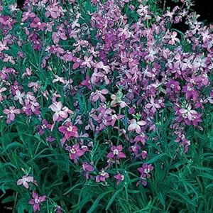Lavender-Scented Evening Stock Seeds for Fragrant Night-Blooming Flowers blooming in flower beds, containers, borders, and pollinator-friendly gardens