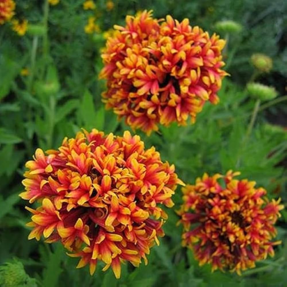 Evergrow Seeds Sundance Gaillardia Pulchella 'Spider Firewheel' flower seed packets for planting, featuring colorful wildflower illustrations.