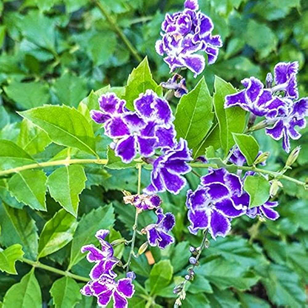 Duranta Erecta Flower seeds for Planting Cottage Garden Essential Heirloom & GMO Free Seeds for Home Garden
Sale