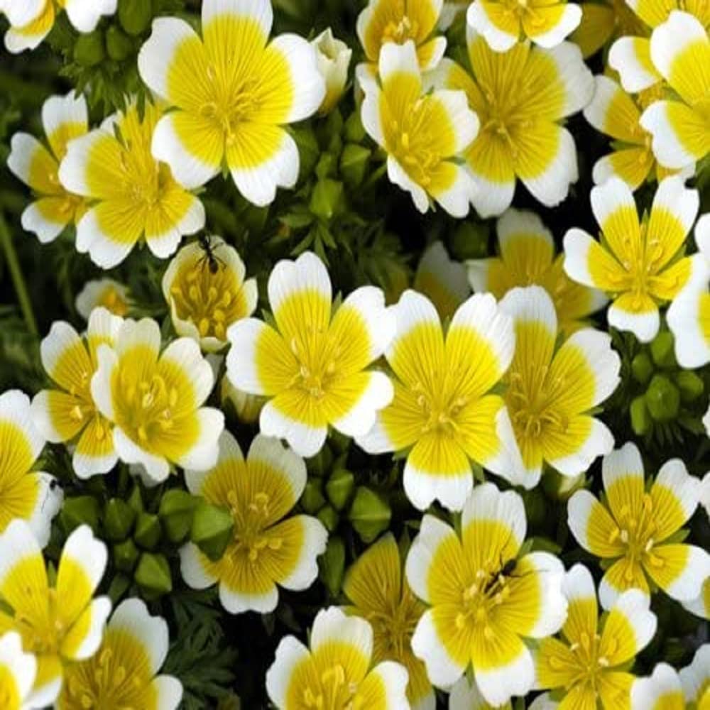 Yellow White Limnanthes Douglasii Flower seeds for Planting - Drought Tolerant, Heirloom & GMO Free Seeds for Home Garde