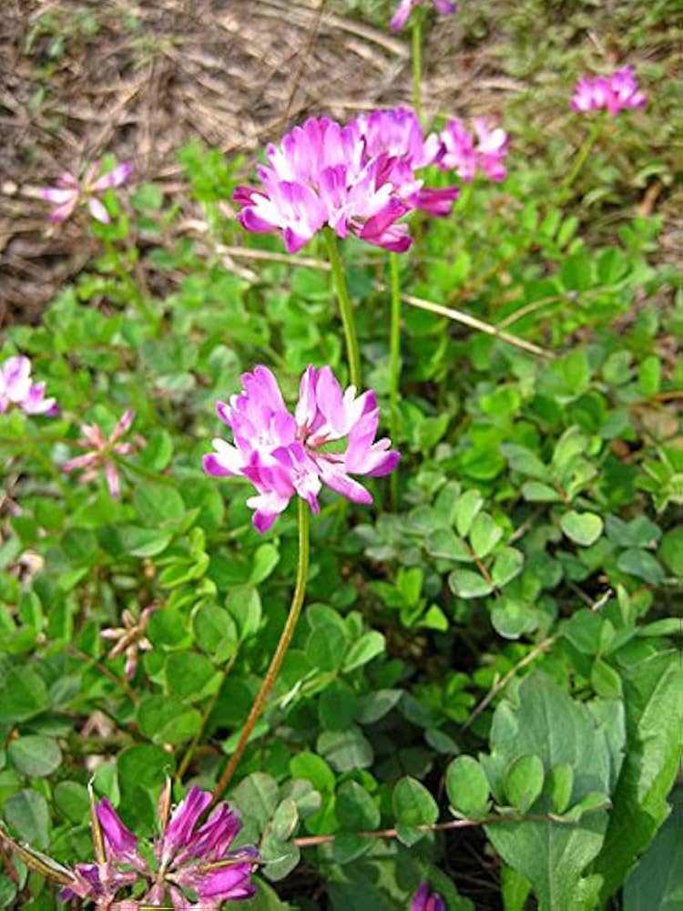 Crown Vetch Pink Flower seeds for Planting - Vibrant Colors, Heirloom & GMO Free Seeds for Home Garden