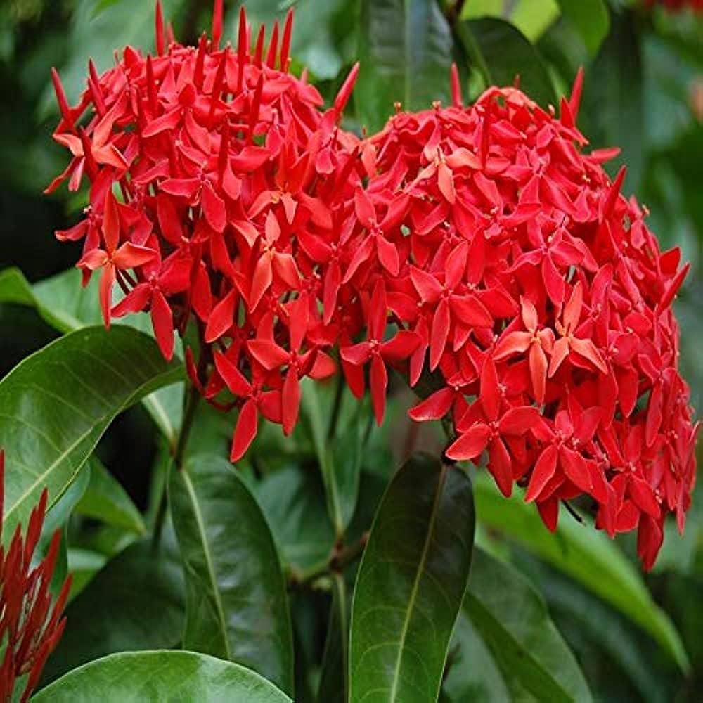 Ixora Flower Seeds for Planting Ixora Coccinea for Tropical Flower Beds