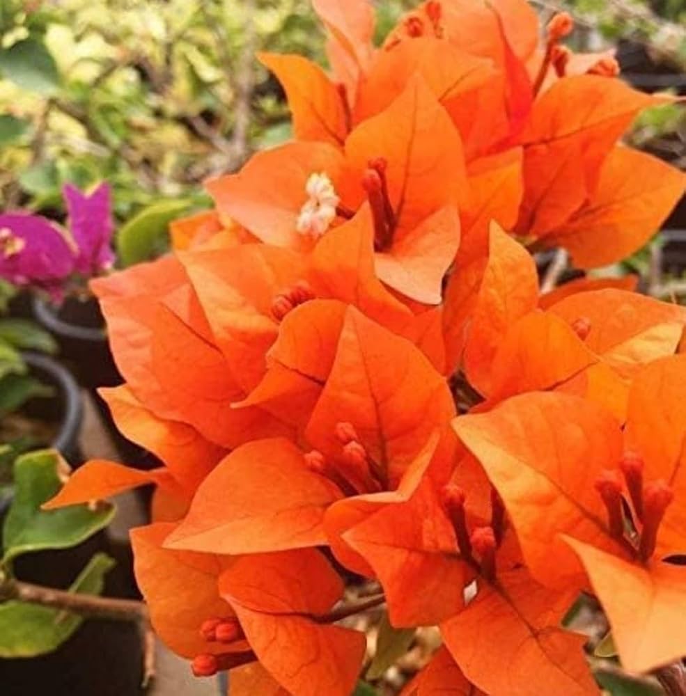 Bougainvillea Spectabilis Bougainvillea Spectabilis Seeds for Planting - Perfect for Flower Bed & Urban Garden