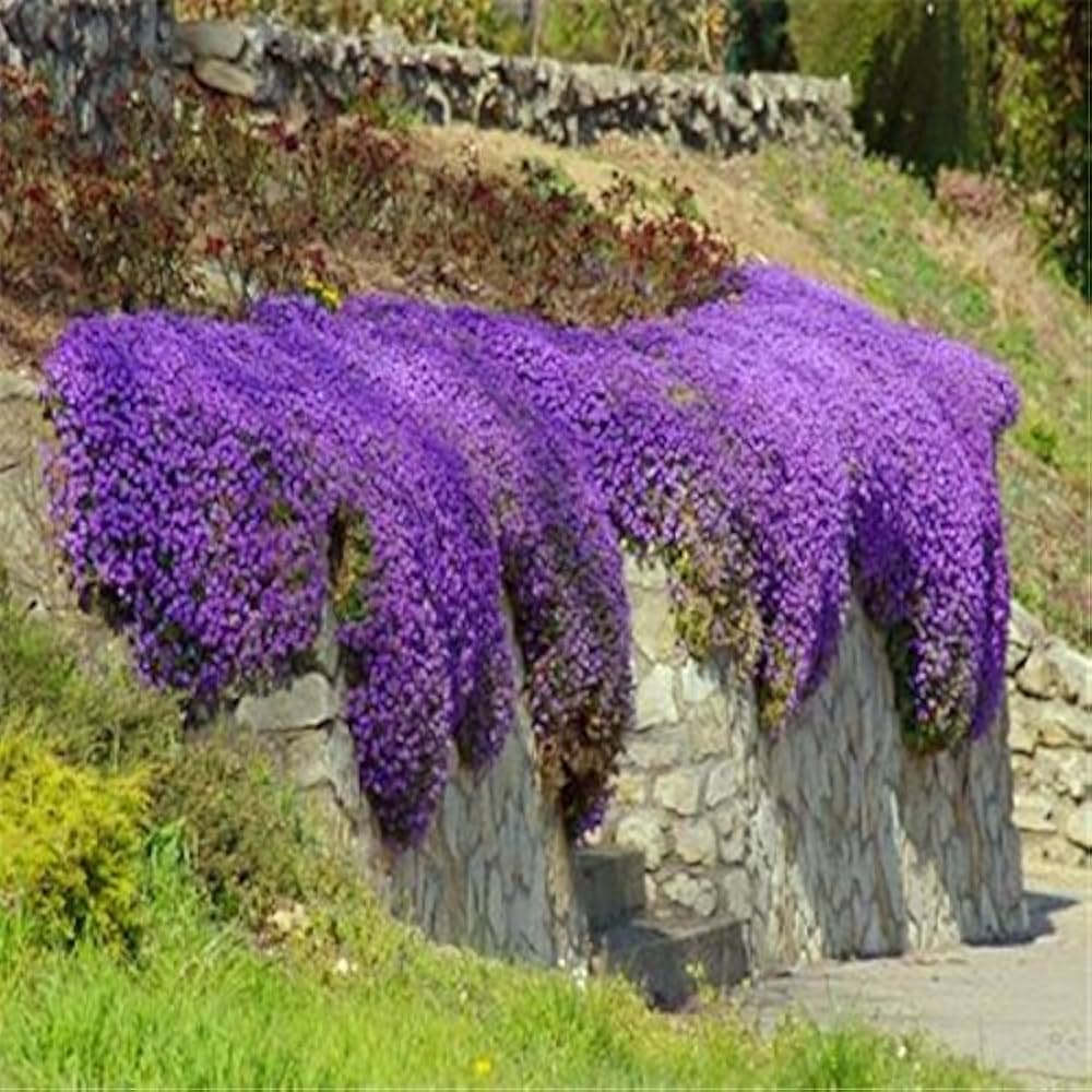 Creeping Thyme Thymus serpyllum Seeds for Planting in Ground Cover
