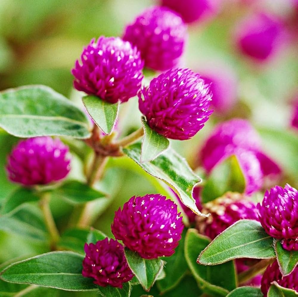 Globosa Flower seeds blooming in flower beds, containers, borders, and pollinator-friendly gardens