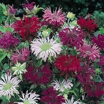 Mixed Monarda Didyma Flower seeds for Planting - Wildflower Mix, Heirloom & GMO Free Seeds for Home Garden
Sale seeds for home garden