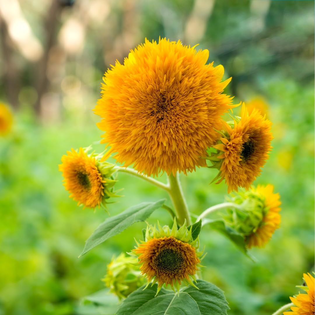 Yellow Teddy Sunflower Flower seeds for Planting - Bright Blooms, Heirloom & GMO Free Seeds for Home Garden
Sale seeds for planting in home garden