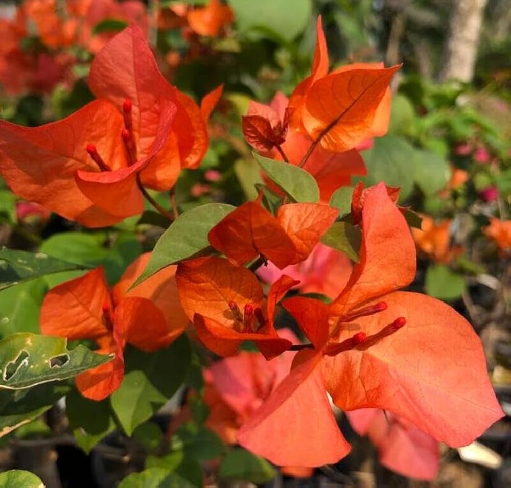 Bougainvillea Bougainvillea spp. Seeds for Planting - Ideal for Urban Garden & Flower Bed